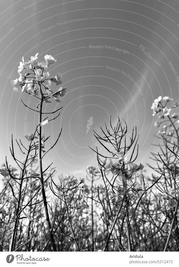 Rapsfeld s/w | Ende der Rapsblüte Rapsöl Pflanze Landwirtschaft Blüte Nutzpflanze Rapsanbau Feld Blühend Frühling verstecken Stengel Samen Himmel Ackerbau