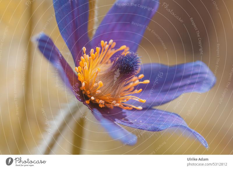 Mainfux | Kuhschellen (Pulsatilla) im Klostergarten Hintergrund neutral Freisteller Makroaufnahme Detailaufnahme Nahaufnahme Außenaufnahme Blütenkelch