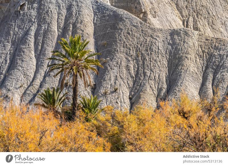 Herbstgoldbäume im Wald mit trockenem Gras über bergiger Landschaft Baum Handfläche Berge u. Gebirge malerisch felsig trocknen rau Natur Hochland Umwelt Ambitus