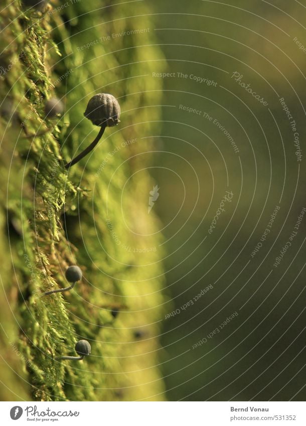 Subkultur Umwelt Natur Pflanze Baum Moos Pilz klein niedlich grün schwarz hervorragend Wachstum Schmarotzer Parasit feucht Wald Baumstamm rund Stengel keimen