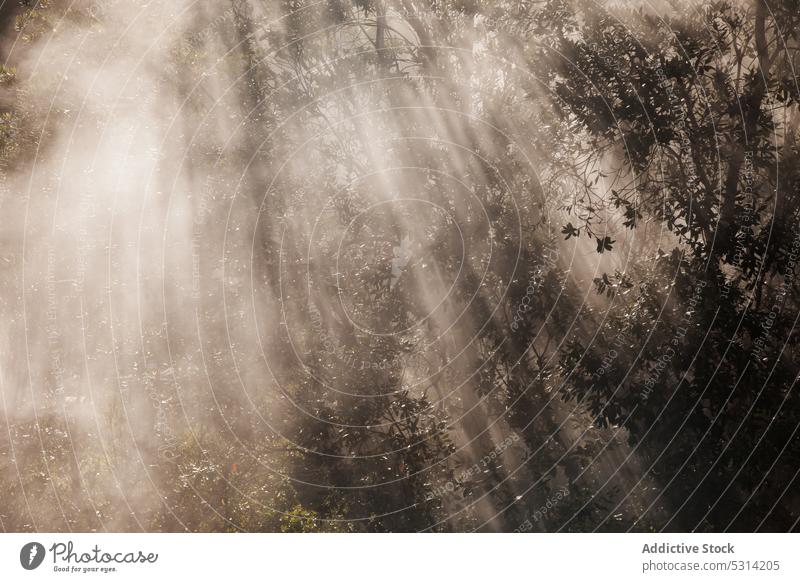 Nebliger Wald mit Rauch bei Tageslicht Baum Nebel malerisch Landschaft Dunst Smog Natur Wälder Waldgebiet Umwelt ruhig friedlich Windstille hoch Mysterium