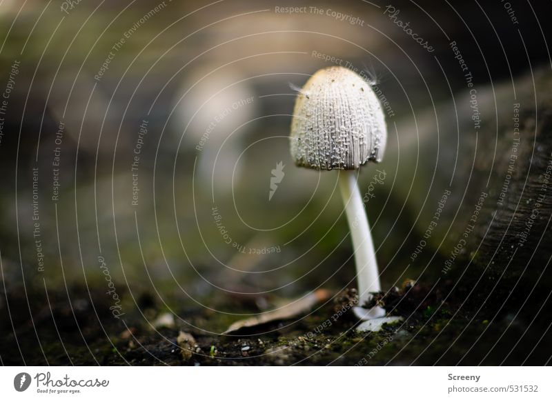 Hut mit Federn Natur Pflanze Erde Herbst Moos Wildpflanze Pilz Wald Glück Tapferkeit Kraft Schutz Gelassenheit geduldig ruhig Farbfoto Außenaufnahme