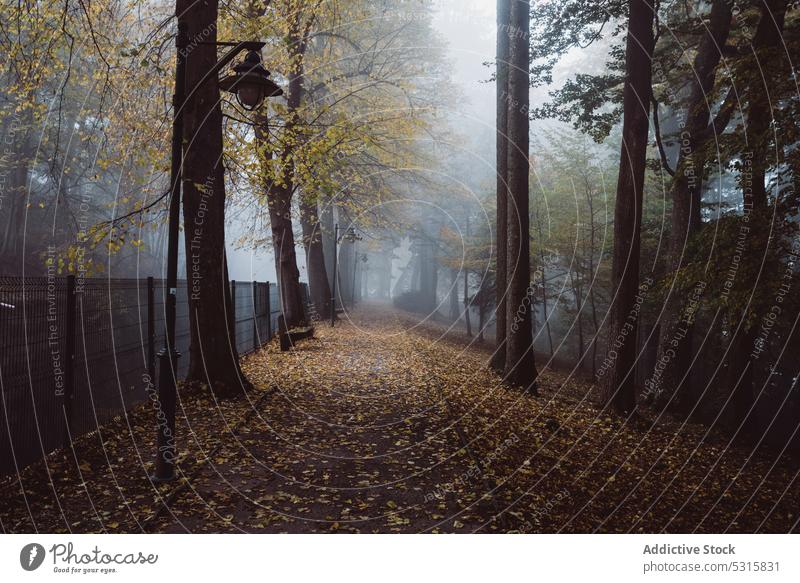 Neblige Straße entlang des dunklen Herbstparks bei bedecktem Wetter Gasse Park Nebel Straßenlaterne trist Baum Einsamkeit Dunst Laufsteg Wälder Licht neblig