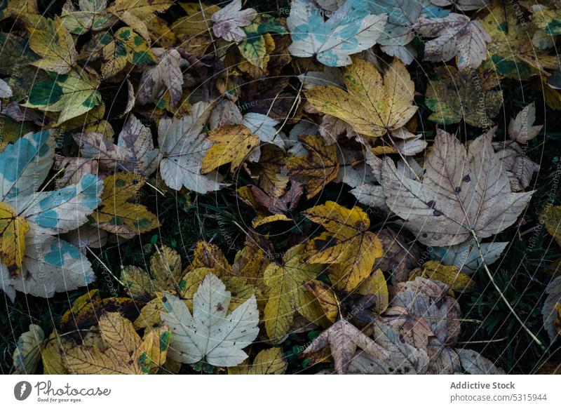 Herbstblätter auf dem Boden liegend Blätter Gras trocknen Wald Saison fallen Natur Laubwerk schön Pflanze Flora Garten Park Element Detailaufnahme Muster