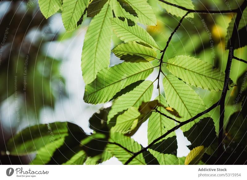 Grüne Blätter eines Baumes sonnig Natur grün Laubwerk Wald frisch Pflanze Ast organisch schön Flora tagsüber hell Park Garten Botanik Licht Ornament Muster