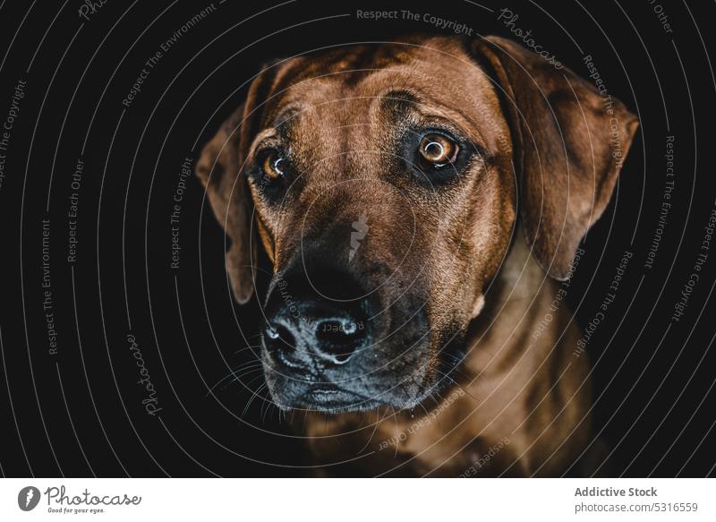 Reinrassiger Ridgeback-Hund auf schwarzem Hintergrund Rhodesian Ridgeback züchten Haustier Tier Maul Eckzahn heimisch Stammbaum Windstille ernst braun loyal