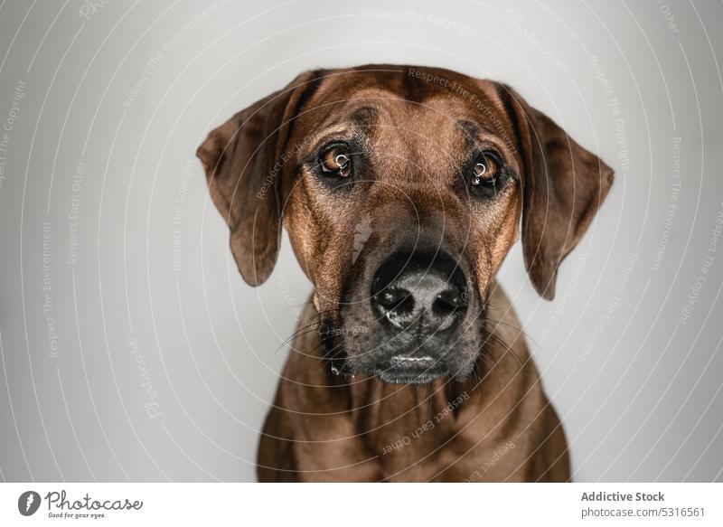 Reinrassiger Ridgeback-Hund auf weißem Hintergrund Rhodesian Ridgeback züchten Haustier Tier Maul Eckzahn heimisch Stammbaum Windstille ernst braun loyal