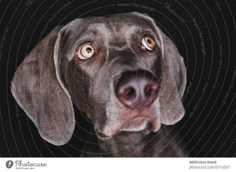 Lustiger Weimaraner-Hund auf schwarzem Hintergrund züchten Reinrassig Haustier Tier Maul lustig Stammbaum gundog starren Eckzahn heimisch bezaubernd loyal