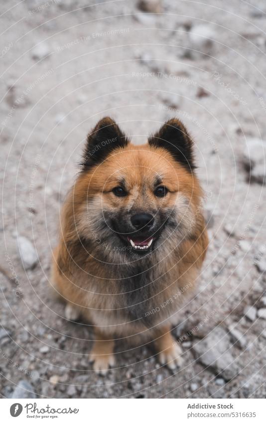 Niedlicher Hund sitzt auf steinigem Boden Sitzen Steine Landschaft elo Tier Haustier Eckzahn Natur ländlich niedlich Säugetier heimisch spielerisch pelzig