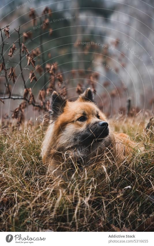 Lustiger Hund im Herbstwald Sitzen Wald Landschaft elo Wegsehen Tier Haustier Eckzahn Natur ländlich Saison fallen Totholz niedlich Säugetier heimisch pelzig