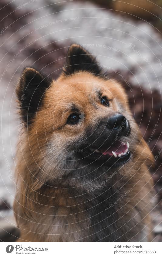 Niedlicher Hund auf einem Weg in der Natur Landschaft elo Tier Haustier Eckzahn ländlich niedlich Säugetier heimisch Wald Bäume spielerisch Steine pelzig lustig