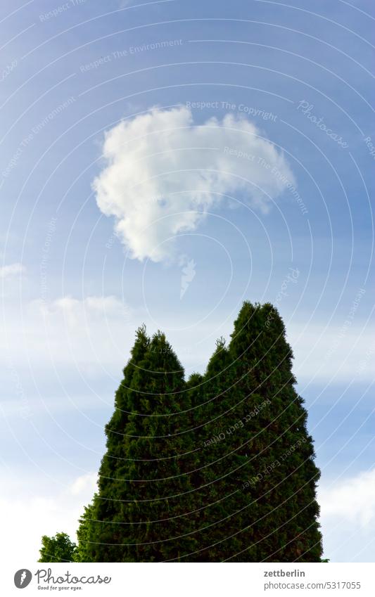 Wolke mit Thuja abend ast baum dunkel dämmerung erholung ferien garten hecke himmel kleingarten kleingartenkolonie menschenleer nachbarschaft natur pflanze ruhe