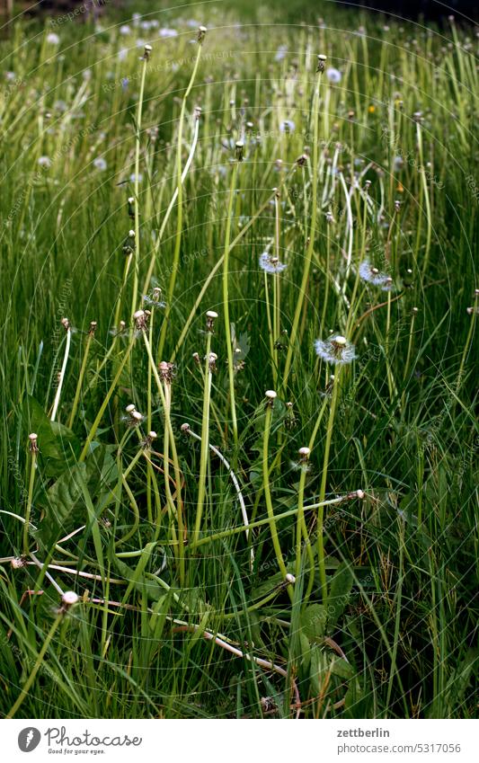 Wiese, Löwenzahn, Pusteblume abend ast baum blühen blüte dunkel dämmerung erholung erwachen ferien frühjahr frühling frühlingserwachen garten hecke himmel