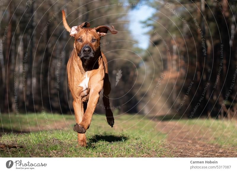 großer, brauner Jagdhund der Rasse Rhodesian Ridgeback läuft mit witzigen großen, fliegenden Ohren ohne Halsband und Leine auf dem Weg im Wald