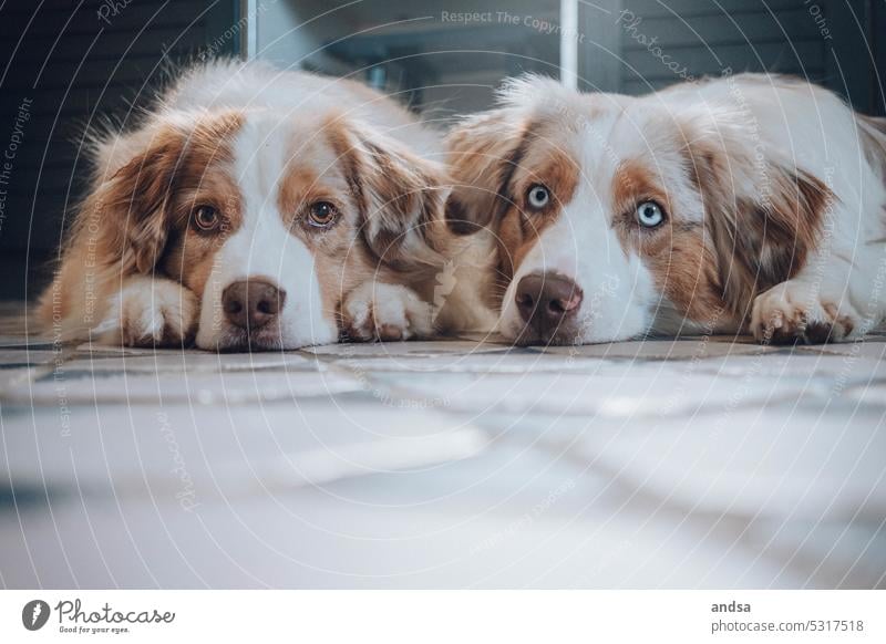 Tierporträt von zwei Australian Shepherds Hunde Blaue Augen Red merle Haustier Farbfoto Rassehund blau Blick Neugier niedlich TIerliebe beobachten Hundeblick