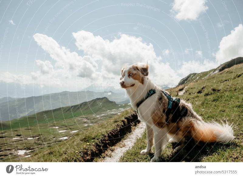 Tierporträt eines Australian Shepherds in den Bergen Hund Blaue Augen Red merle Haustier Farbfoto Berge u. Gebirge Rassehund blau Blick niedlich beobachten