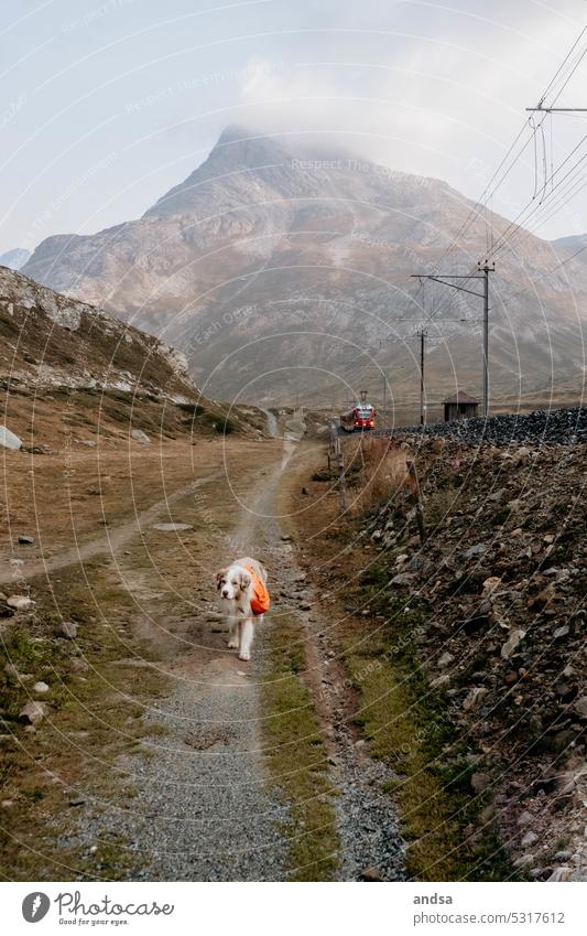 Wanderung mit Hund in den Bergen und einer Eisenbahn im Hintergrund Tierporträt Australian Shepherd Gipfel Blaue Augen Red merle Haustier Farbfoto