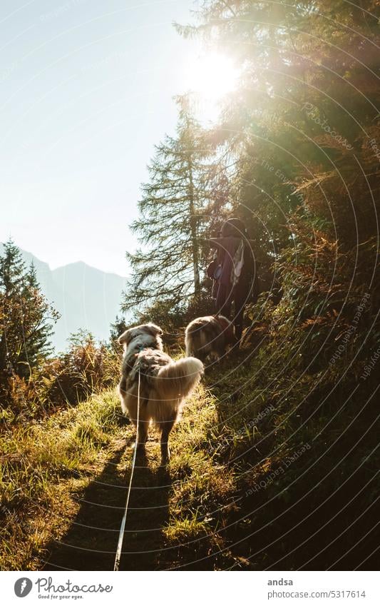 Hunde bei einer Wanderung in den Bergen Australian Shepherd Blaue Augen Red merle Tier Haustier Farbfoto Berge u. Gebirge Rassehund blau Blick niedlich