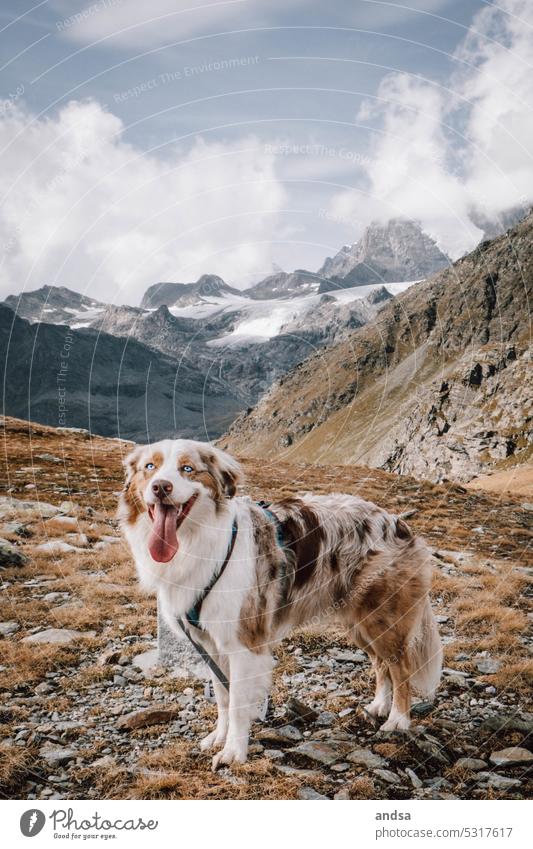 Tierporträt eines Australian Shepherds in den Bergen Hund Blick in die Kamera Blaue Augen Red merle Haustier Farbfoto Berge u. Gebirge Rassehund blau niedlich