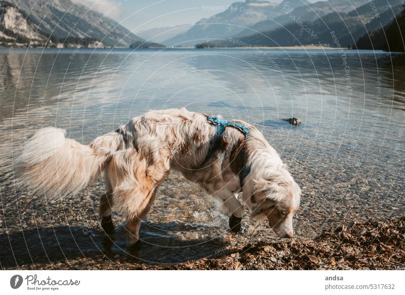 Tierporträt eines Australian Shepherds in den Bergen am See Hund Blaue Augen Red merle Haustier Farbfoto Berge u. Gebirge Rassehund blau Blick niedlich