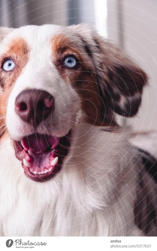 Tierporträt eines Australian Shepherds Hund Blaue Augen Red merle Haustier Farbfoto Rassehund blau Blick Neugier niedlich TIerliebe beobachten Hundeblick Fell