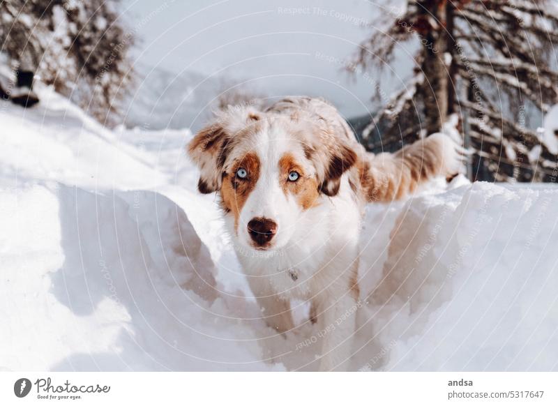 Rennender Australian Shepherd im Schnee Tierporträt Hund Winter Blaue Augen Red merle Haustier Außenaufnahme Farbfoto Rassehund blau Blick Neugier niedlich