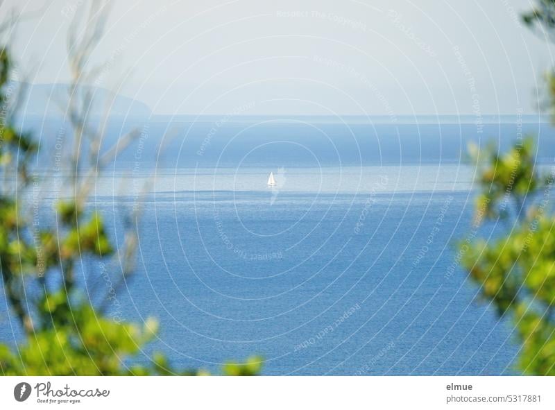 Blick durch grüne Bäume hindurch von Elba aus auf das Mittelmeer mit einem Segelboot Meer Wasser Blog segeln Ferien & Urlaub & Reisen Italien Thyrrenisches Meer