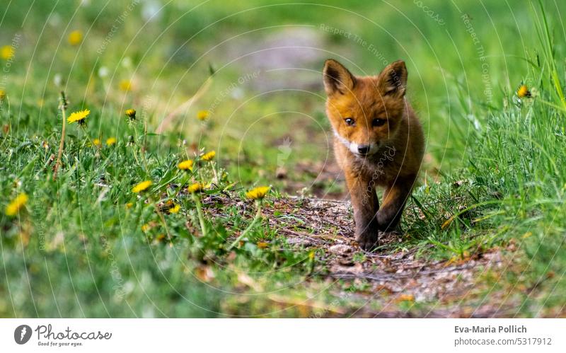 junger Rotfuchs auf einem Waldweg umgeben von gruner Wiese und Löwenzahn Fuchs Wildlife Wildtier Tiere Tierkinder Tierbaby Welpe Fuchswelpe Naturschutz roter