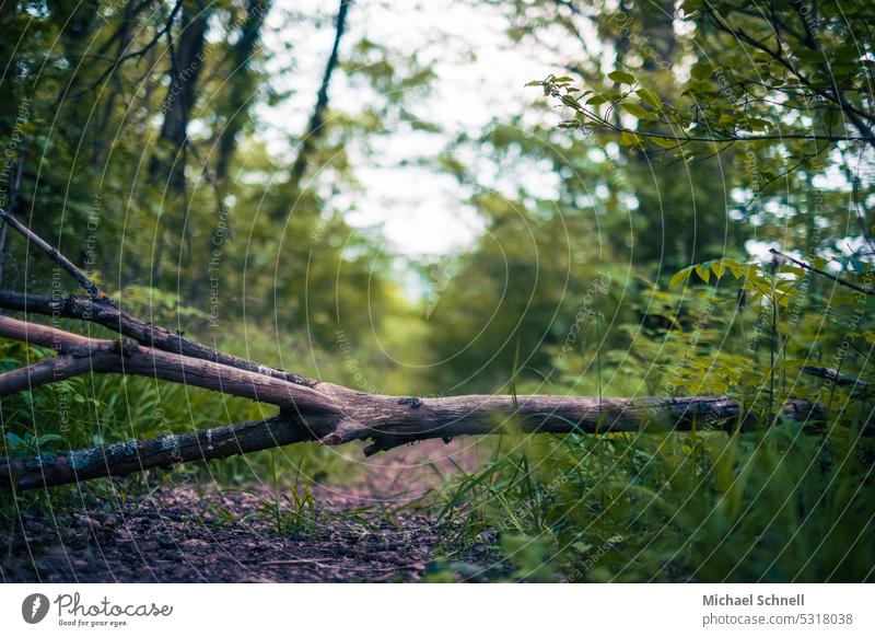 Dünner Baumstamm auf dem Wanderweg Totholz tot wanderweg wandern Wanderwege Wald waldgebiet Waldweg Natur Umwelt unterbrechen Unterbrechung Sperre unterbrochen