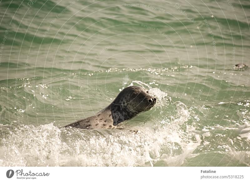 Eine Kegelrobbe schwimmt in der Nordsee vor Helgoland. Neugierig schaut sie noch einmal zu mir in die Kamera, ob meine Aufmerksamkeit auch wirklich bei ihr ist.