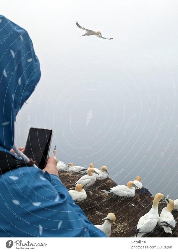 Mein Schwesterchen steht an dem Vogelfelsen auf Helgoland und fotografiert mit ihrem Handy die brütenden und fliegenden  Basstölpel. Vor Wind und Wetter schützt sie sich mit einer hellblauen, mit weißen Regenschirmen bedruckten Regenjacke.