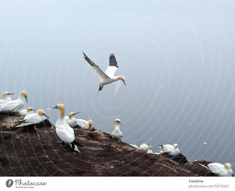 Basstölpel im Landeanflug. Nach der Vogelgrippe ist der Bestand der Basstölpel sehr zurückgegangen, doch sie sind wieder da und brüten weiter. Mit weit ausgebreiteten Schwingen landet gerade ein Vogel auf dem Vogelfelsen auf Helgoland.