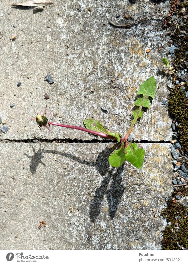 Tapfer kämpft sich der Löwenzahn durch die Fuge zweier Gehwegplatten. Nicht mehr lange und aus dem Löwenzahn wird eine Pusteblume. Blume Natur Sommer Blatt grün