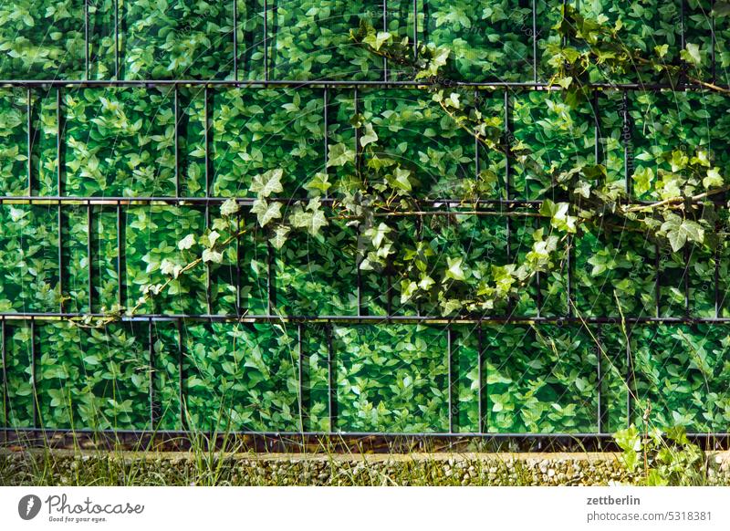 Zaun mit Ranke again ast dämmerung erholung erwachen ferien frühjahr frühling frühlingserwachen garten hecke kleingarten kleingartenkolonie knospe menschenleer