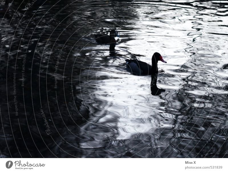 Enten im Mondschein Wasser Küste Seeufer Teich Tier Vogel 2 Tierpaar Schwimmen & Baden dunkel Wellen Entenvögel Nachtaufnahme Farbfoto Gedeckte Farben