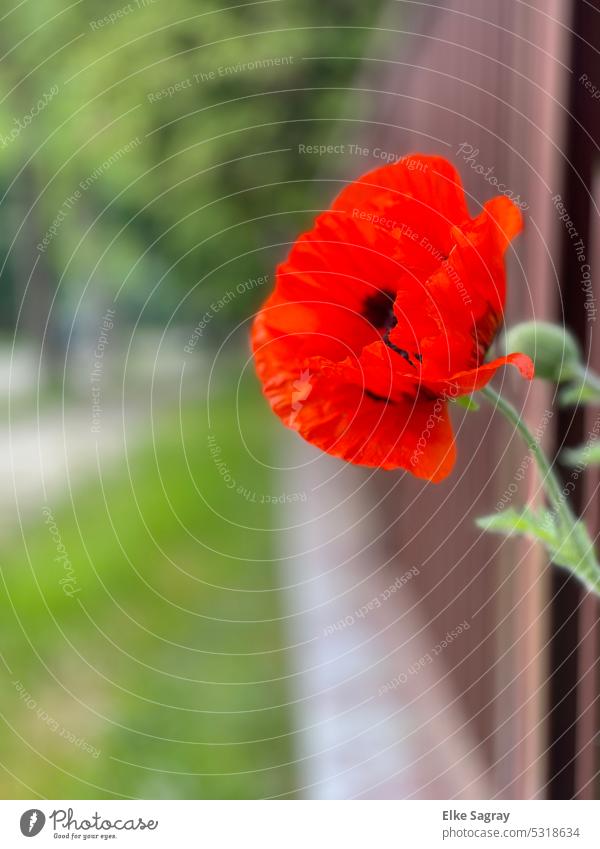 Mohnblume blickt durch den Gartenzaun Mohnblüte Sommer Pflanze Natur Blüte Außenaufnahme Blühend roter mohn Menschenleer Klatschmohn Idylle