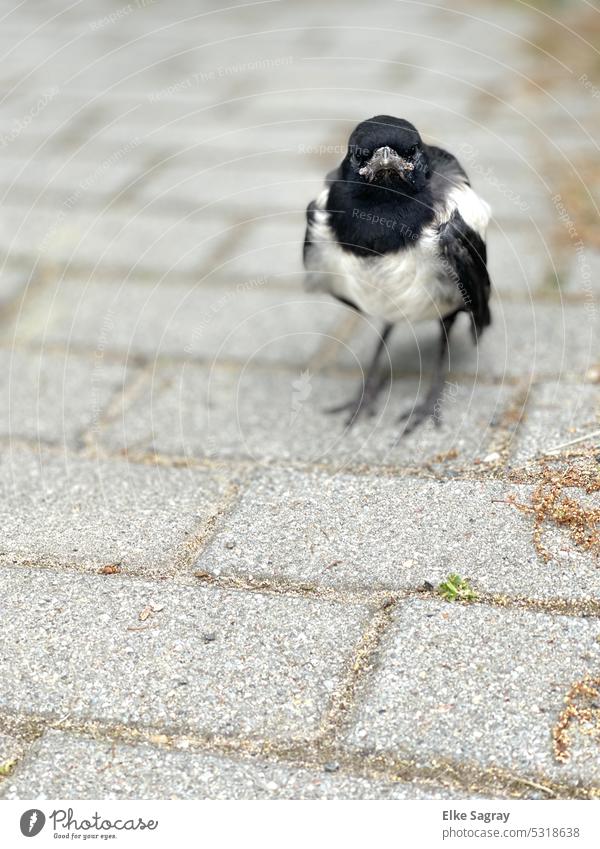 Elsterküken allein auf der Strasse Vogelküken Tierjunges Farbfoto Tierporträt Menschenleer Schwache Tiefenschärfe klein Außenaufnahme Küken niedlich