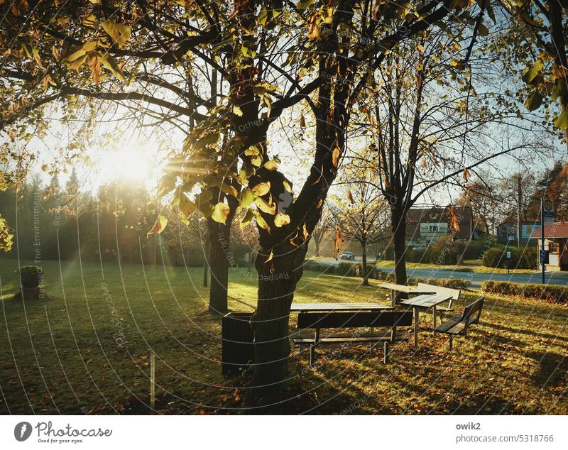 Ninive, Ostsachsen Park Abend Sonne Bäume Sonnenuntergang Sonnenlicht Himmel Natur Außenaufnahme Licht Menschenleer Landschaft Baum Farbfoto Dämmerung