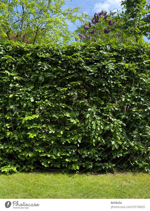 Dichte Buchenhecke verdeckt die Sicht auf den dahinterliegenden Garten Hecke Blätter dichtes Grün grün Flieder Begrenzung Gartenarbeit Gartenbau Eigentum