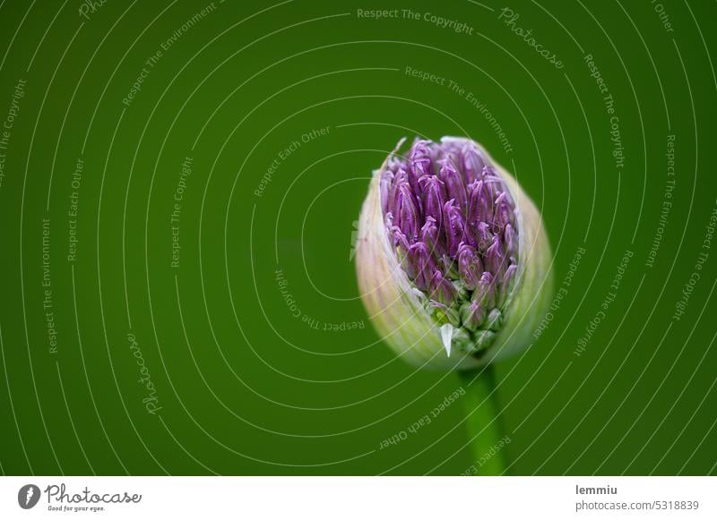 Allium Ambassador kurz vor der Blüte Zierlauch Zierlauchblüte Zierlauchknospen ambassador Blume Garten violett Natur Pflanze Blühend Farbfoto Frühling