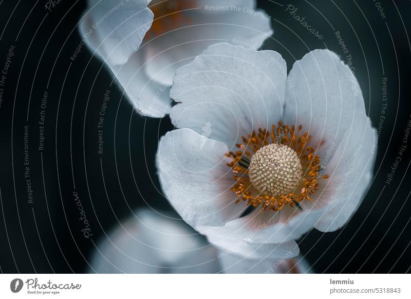 Blüte im Frühling Blume Pflanze Nahaufnahme Makroaufnahme Natur Farbfoto Detailaufnahme Blühend Garten Schwache Tiefenschärfe Außenaufnahme grün Menschenleer