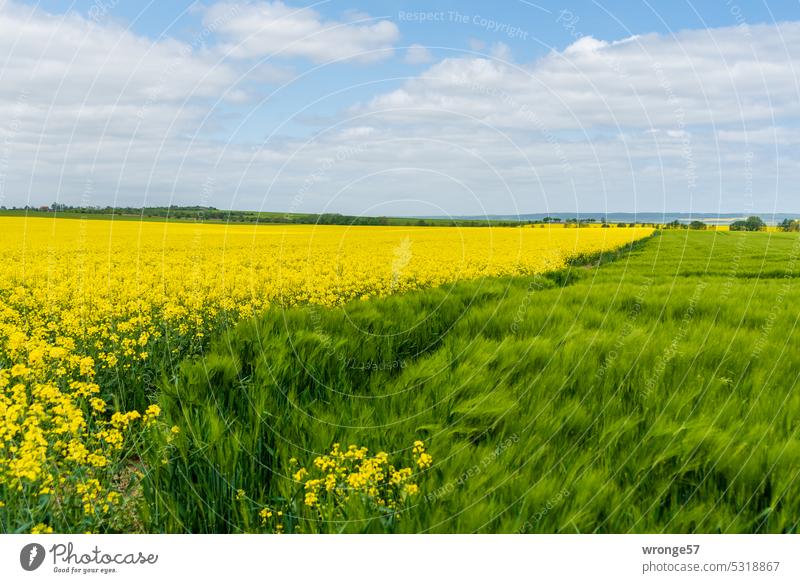 Gelb blühender Raps und ein grünes Getreidefeld Seite an Seite Rapsblüte gelb Rapsfeld Feld Landwirtschaft Nutzpflanze Rapsanbau Blühend Außenaufnahme Pflanze