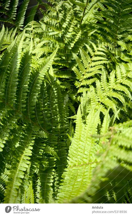 Farn im Sonnenlicht Grün Pflanze Licht Schatten Schattenspiel Garten Natur Schönes Wetter Wald