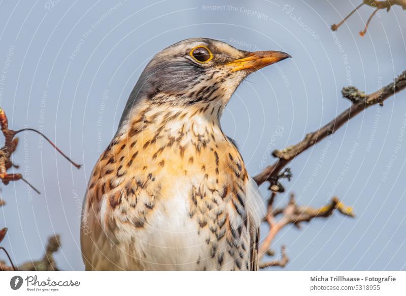 Wacholderdrossel im Baum Turdus pilaris Drossel Vogel Tiergesicht Auge Schnabel Gefieder Federn Flügel Kopf Wildtier Tierporträt Zweige u. Äste Natur