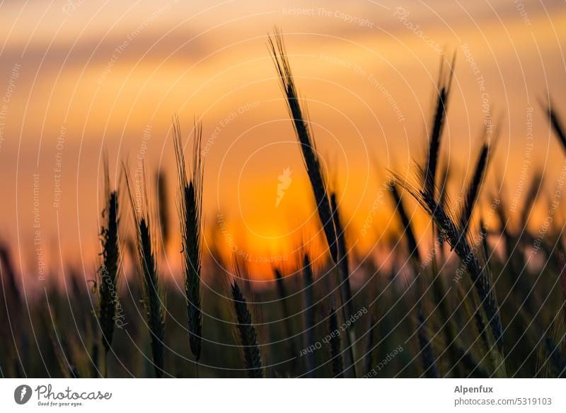 Cerealien am Abend Getreide Sonnenuntergang Feld Ähren Korn Landwirtschaft Getreidefeld Kornfeld Nutzpflanze Ernährung Wachstum Natur Sommer Ackerbau