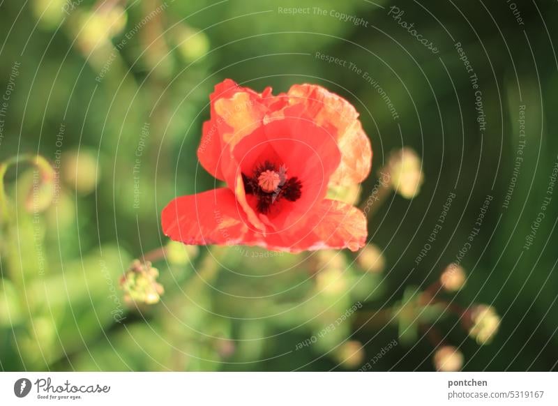 eine mohnblume und knospen von mohnblumen aus Landschaft Farbfoto Mohn Mohnblüte Pflanze Natur wildblume frühling rot klatschmohn