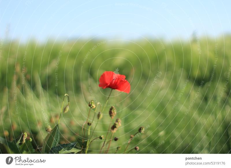 rote mohnblume vor einem getreidefeld. landidylle landwirtschaft Getreide Feld Nutzpflanze Ähren Korn Pflanze Wachstum Ernährung Ackerbau Sommer Außenaufnahme