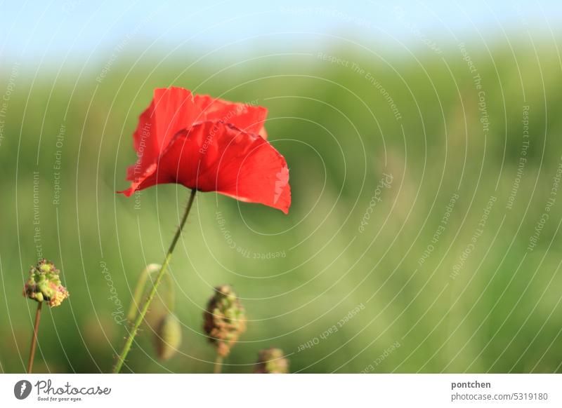 eine mohnblume, klatschmohn. unscharfes feld im hintergrund. rot frühling unschärfe wildblume Natur Pflanze Mohnblüte Feld Farbfoto Landschaft