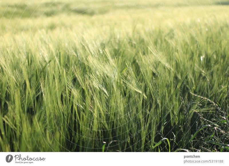 weizenfeld bei sonnenschein. landwirtschaft, ernährung getreidefeld hungerkrise Getreide Nutzpflanze Kornfeld Ackerbau Weizen Sommer Ernährung Pflanze Ähren