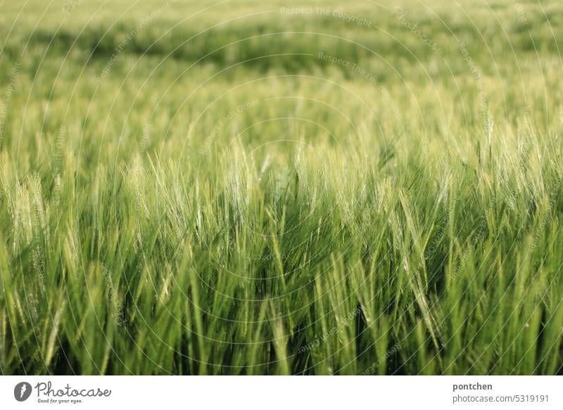 ein weizenfeld. landwirtschaft ähren getreide Nutzpflanze Kornfeld Ackerbau wachstum Ernährung Pflanze Feld